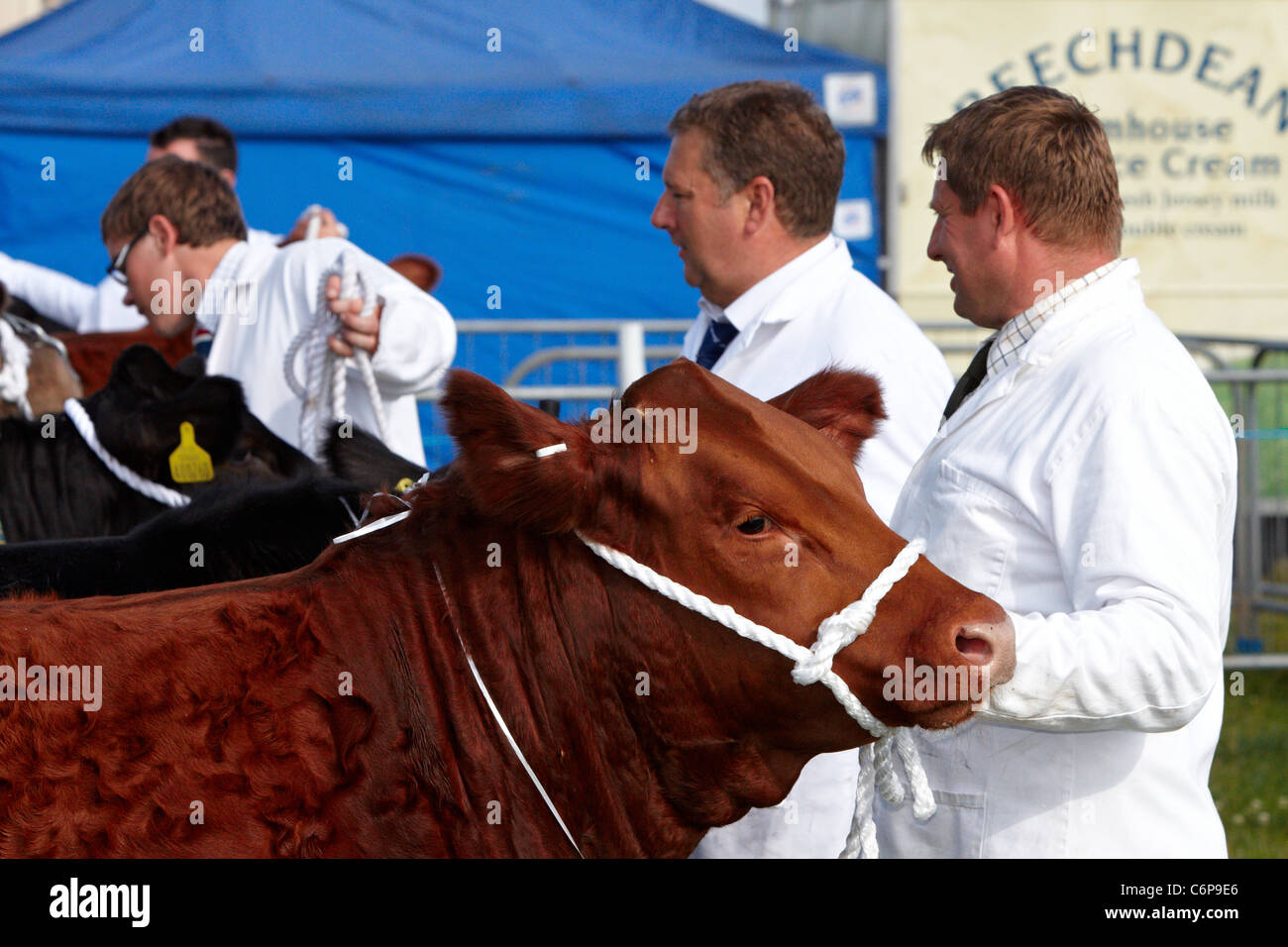 Una mucca è guidato intorno a un anello di spettacolo presso la contea di Bucks Show 2011 Foto Stock