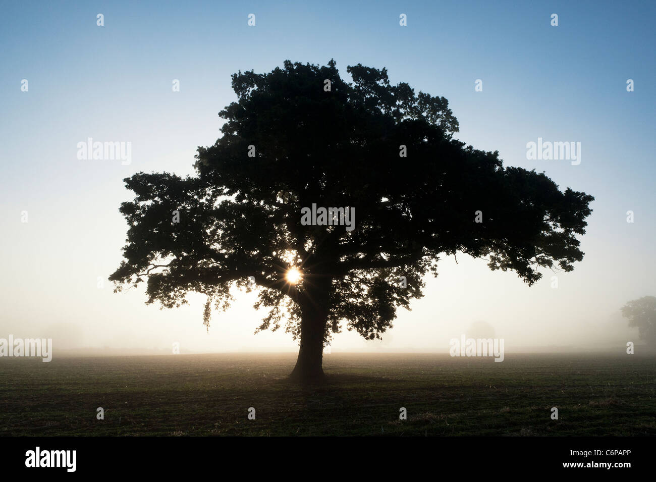 Quercus. Oak Tree silhouette a sunrise in inglese nebbia di mattina Foto Stock