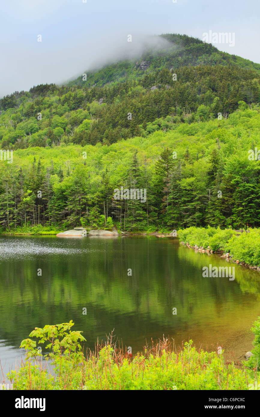 Beaver Pond, Appalachain Trail, Lincoln, New Hampshire, STATI UNITI D'AMERICA Foto Stock