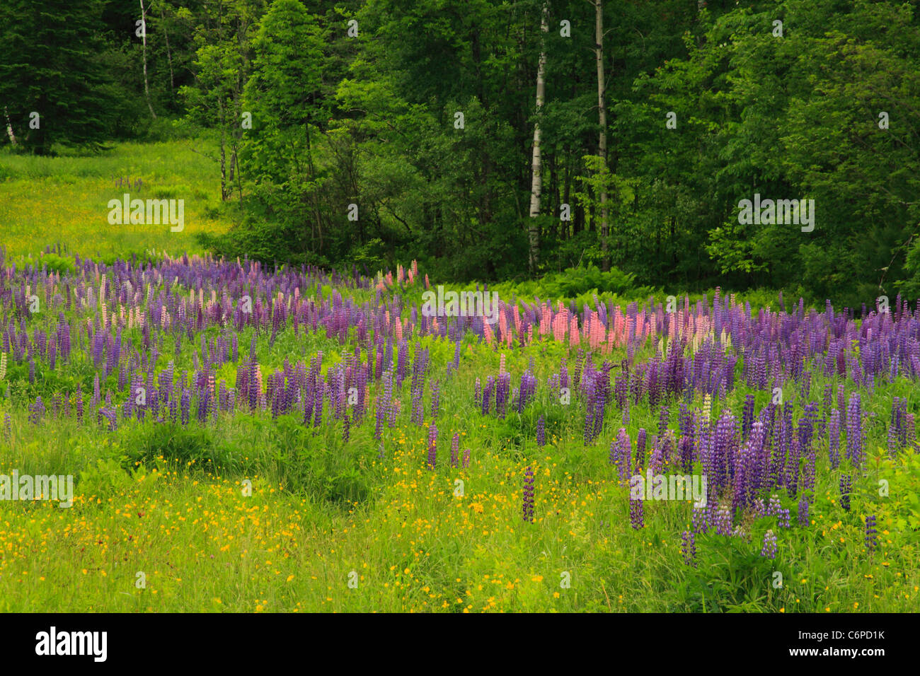 Di lupino, Zucchero Hill, White Mountains, New Hampshire, STATI UNITI D'AMERICA Foto Stock