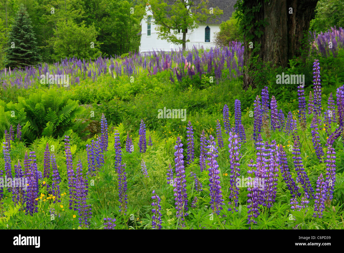 Chiesa e di lupino, Zucchero Hill, White Mountains, New Hampshire, STATI UNITI D'AMERICA Foto Stock