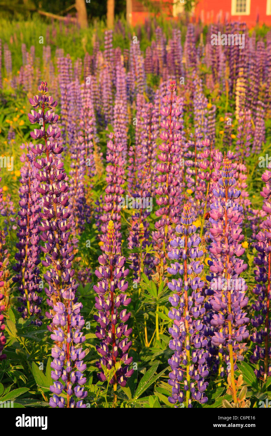 Di lupino, Zucchero Hill, White Mountains, New Hampshire, STATI UNITI D'AMERICA Foto Stock