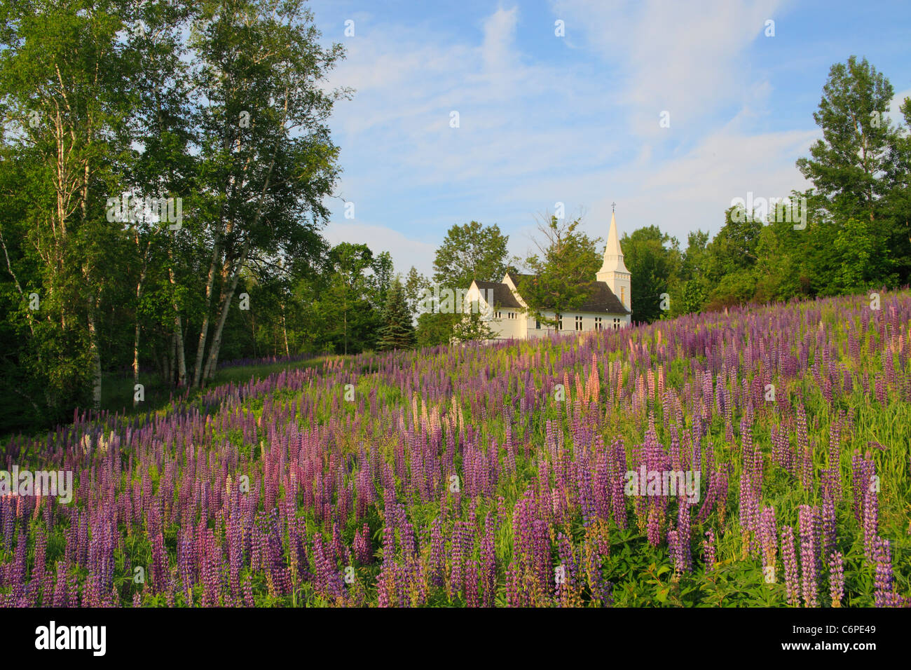 Chiesa e di lupino, Zucchero Hill, White Mountains, New Hampshire, STATI UNITI D'AMERICA Foto Stock