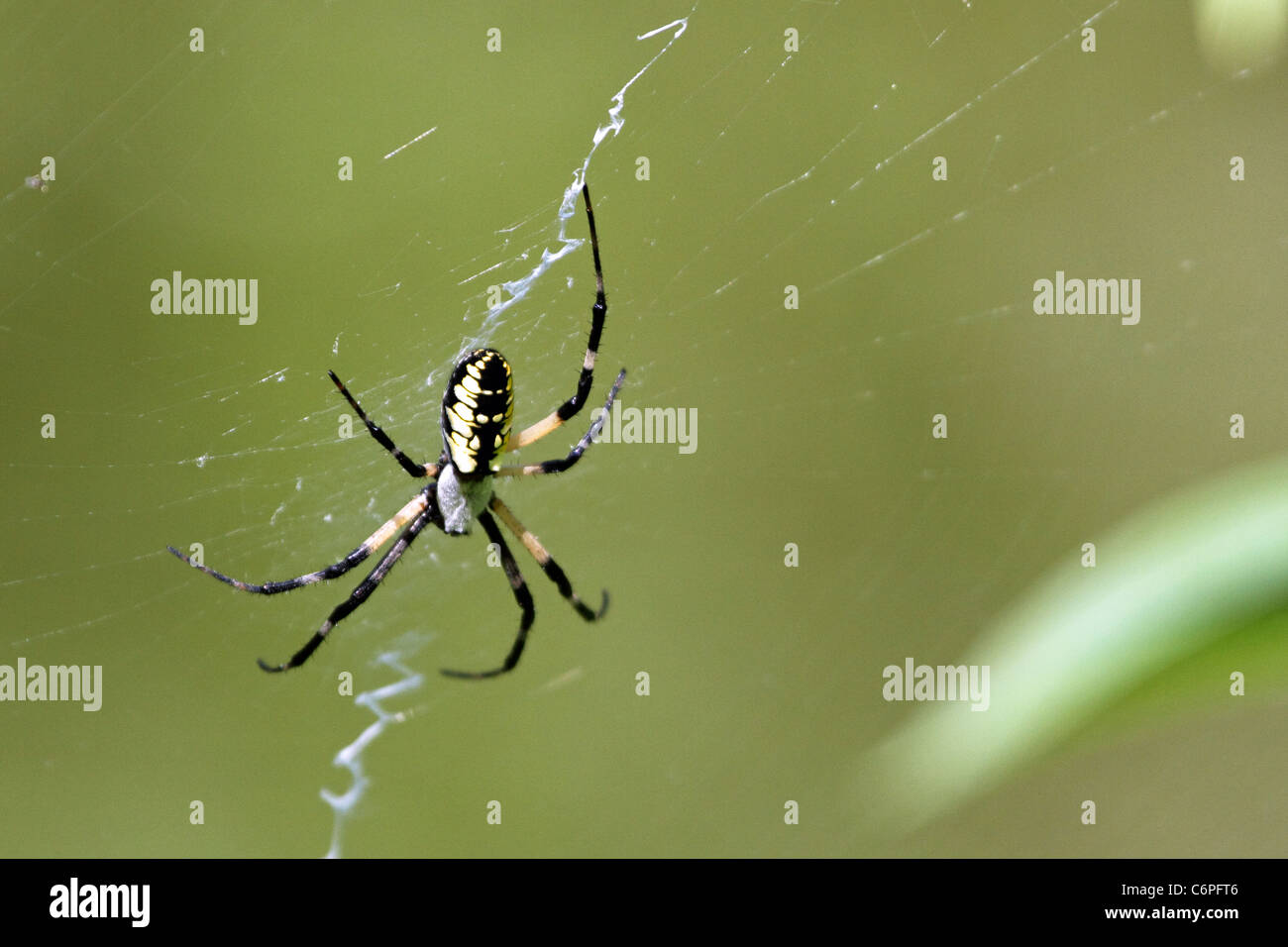 Un Nero e Giallo Giardino Spider noto anche come un ragno di scrittura o di un ragno di mais, Argiope aurantia. Foto Stock