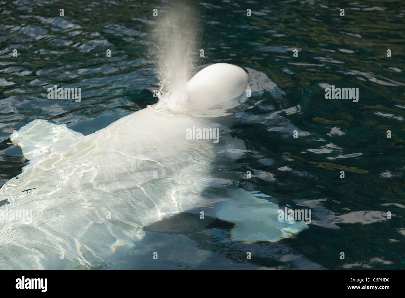 Un adulto di balene beluga affiorante per un soffio Foto Stock