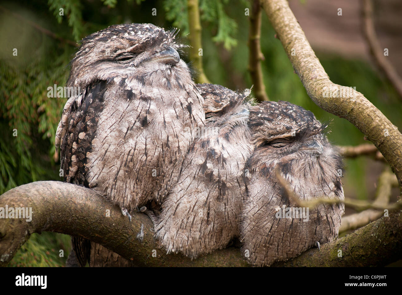 Tre frogmouths bruno Foto Stock