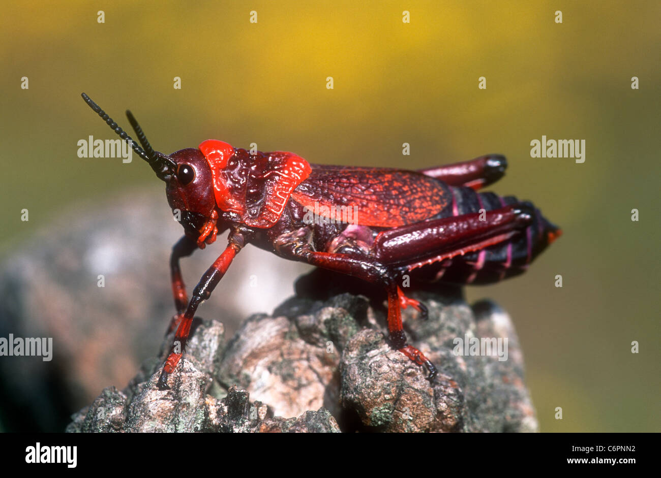 Milkweed grasshopper, specie Phymateus, Western Cape, Sud Africa Foto Stock