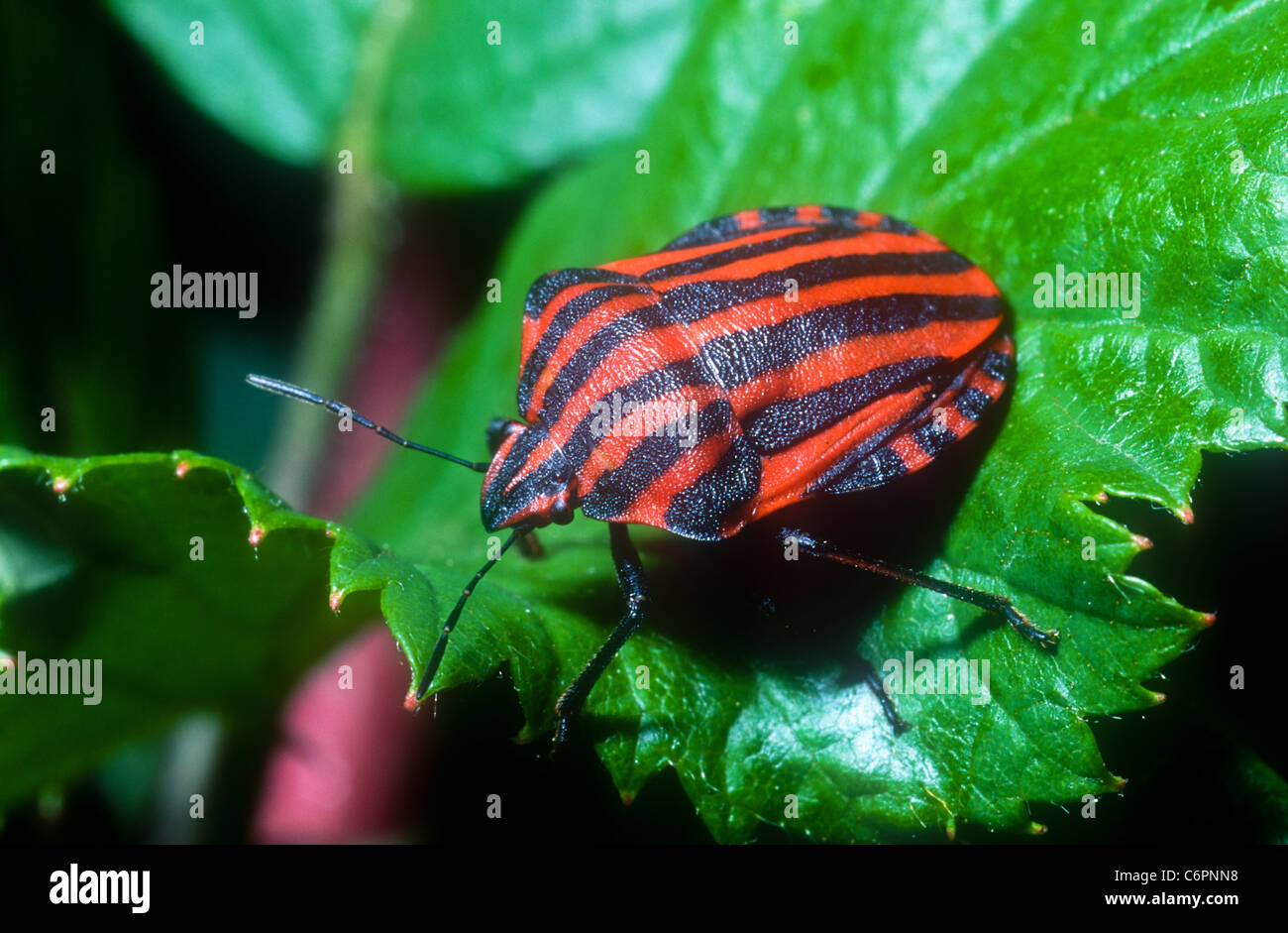 Rosso e nero bug di protezione, Graphosoma lineatum italicum, Sierra de Gredos, Spagna Foto Stock