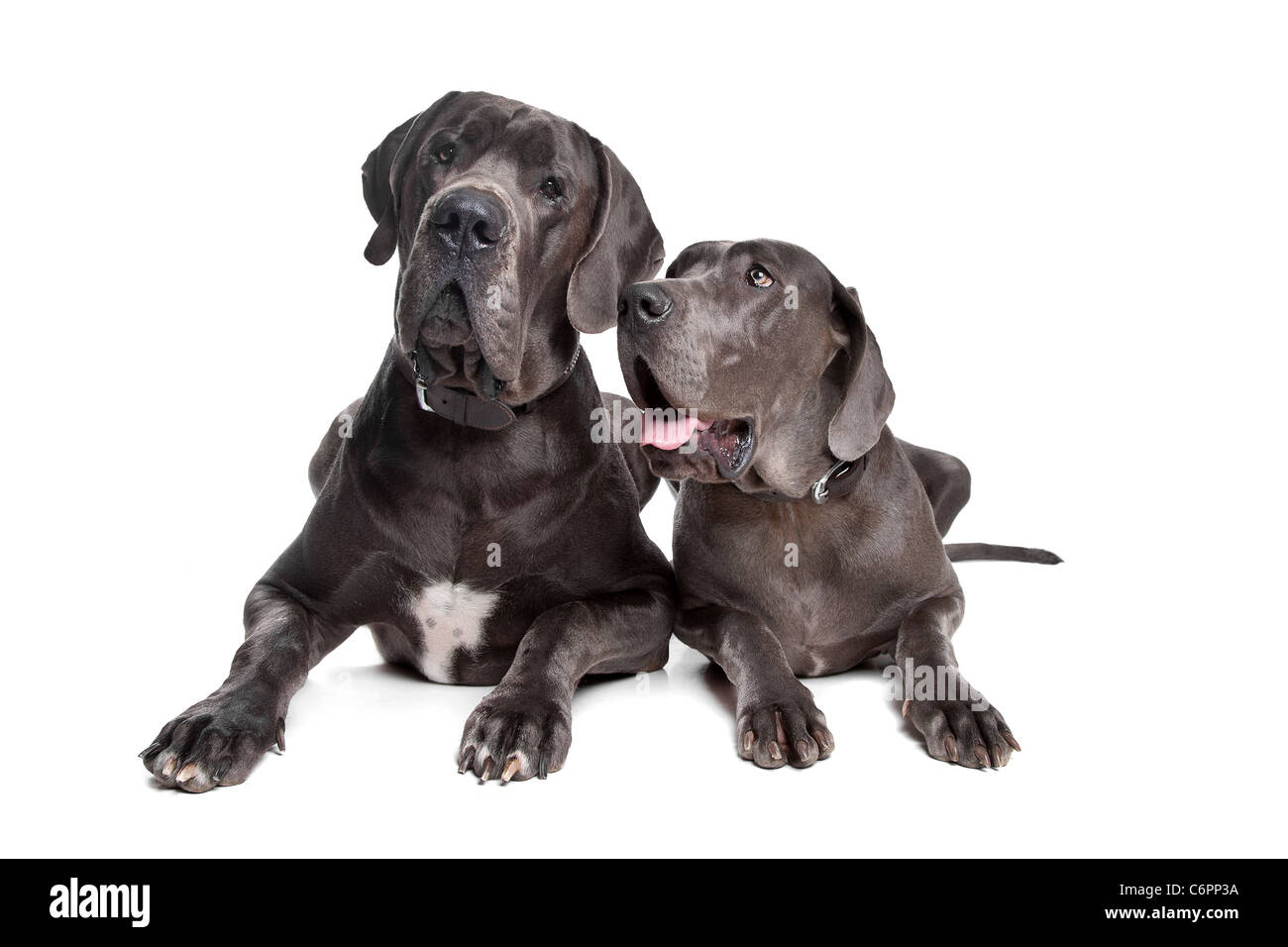 Due grigio alano cani sulla parte anteriore di uno sfondo bianco Foto Stock