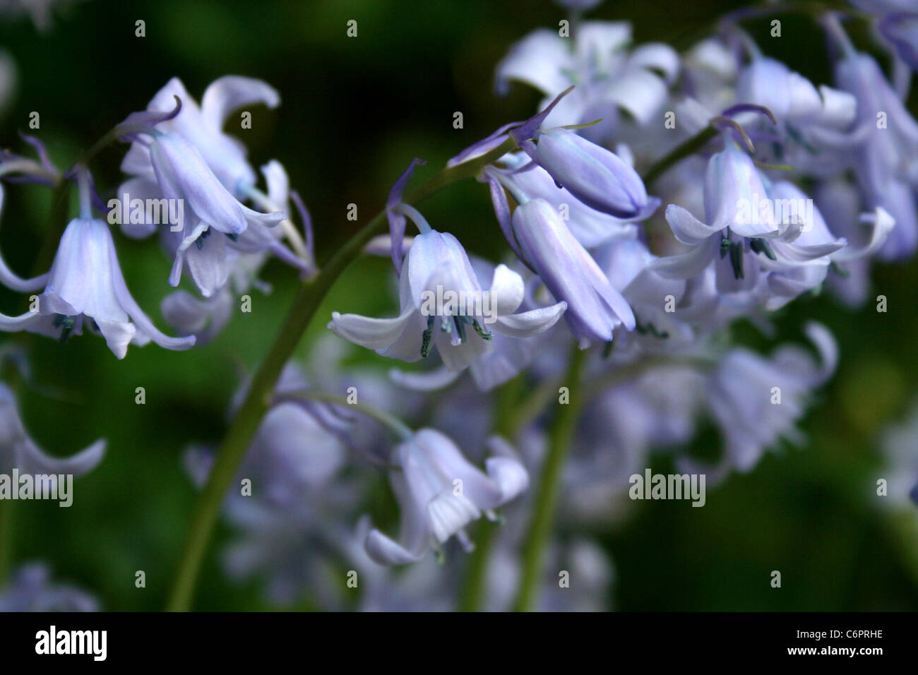 Spagnolo / hybrid Bluebell fiori Foto Stock