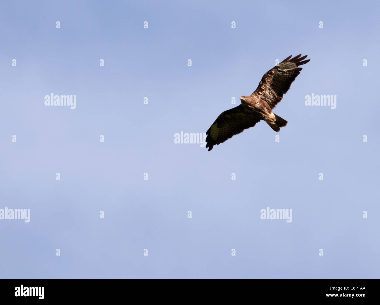 Adulto comune poiana (Buteo buteo) volare alto sui sistemi di raffreddamento in cerca di prede Foto Stock