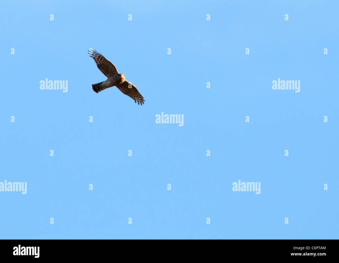 I capretti comune poiana (Buteo buteo) volare alto sui sistemi di raffreddamento in cerca di prede Foto Stock