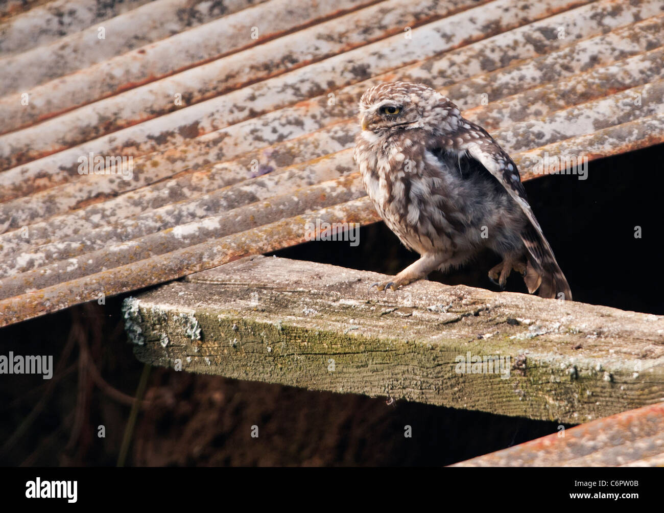 Civetta (Athene noctua) avente allungamento alare al di fuori del vecchio fienile Foto Stock