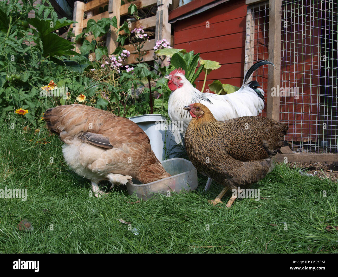 Gregge misto di pura razza polli nel giardino sul retro. Regno Unito Foto Stock