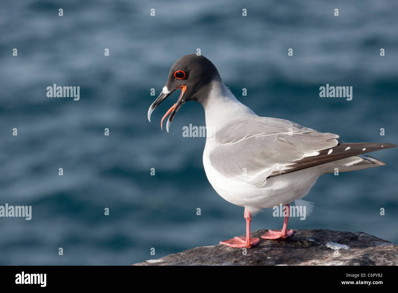 Swallow-tailed Gull (Creagrus furcatus ) chiamando Foto Stock