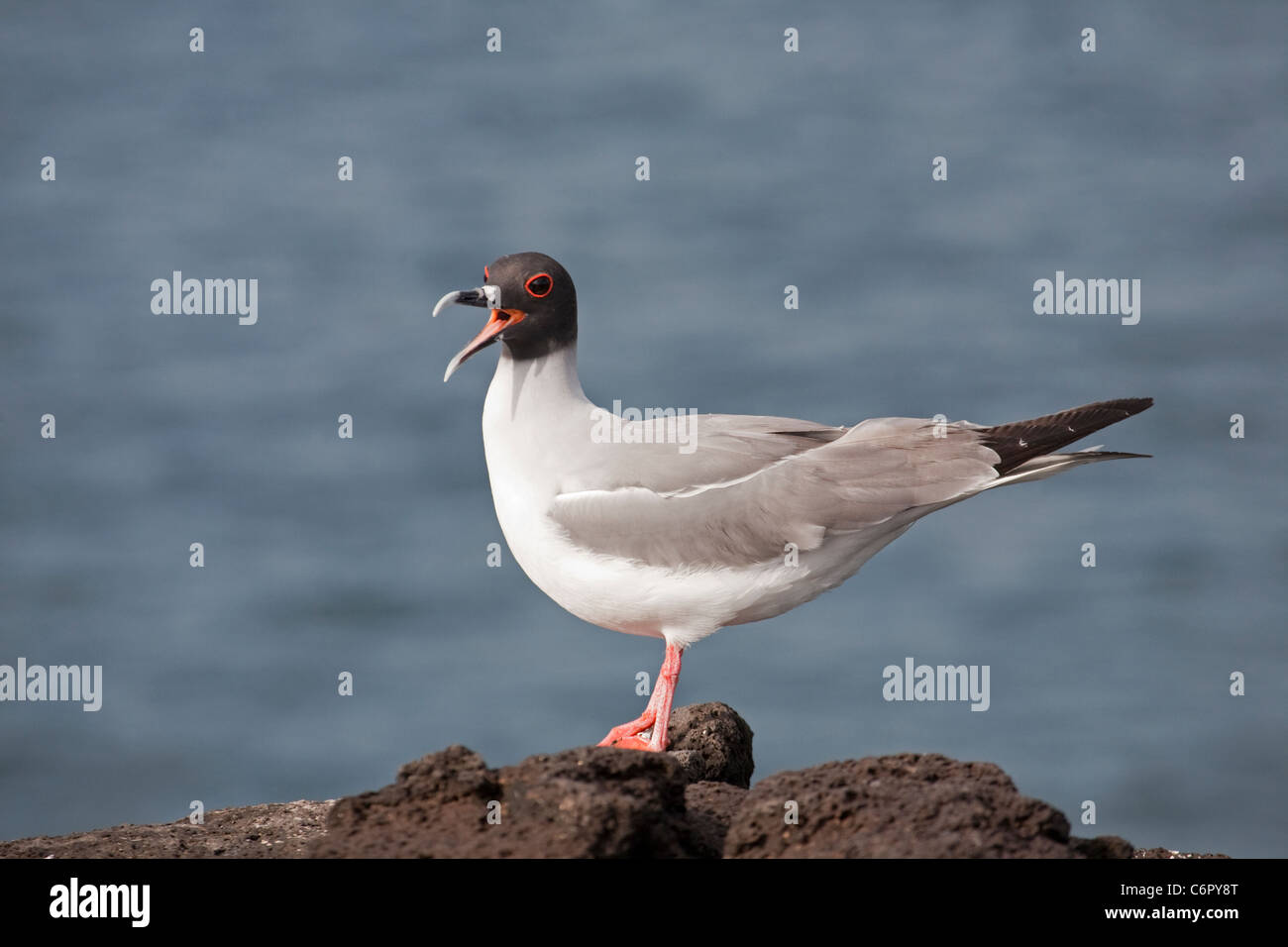 Swallow-tailed Gull (Creagrus furcatus) chiamando Foto Stock