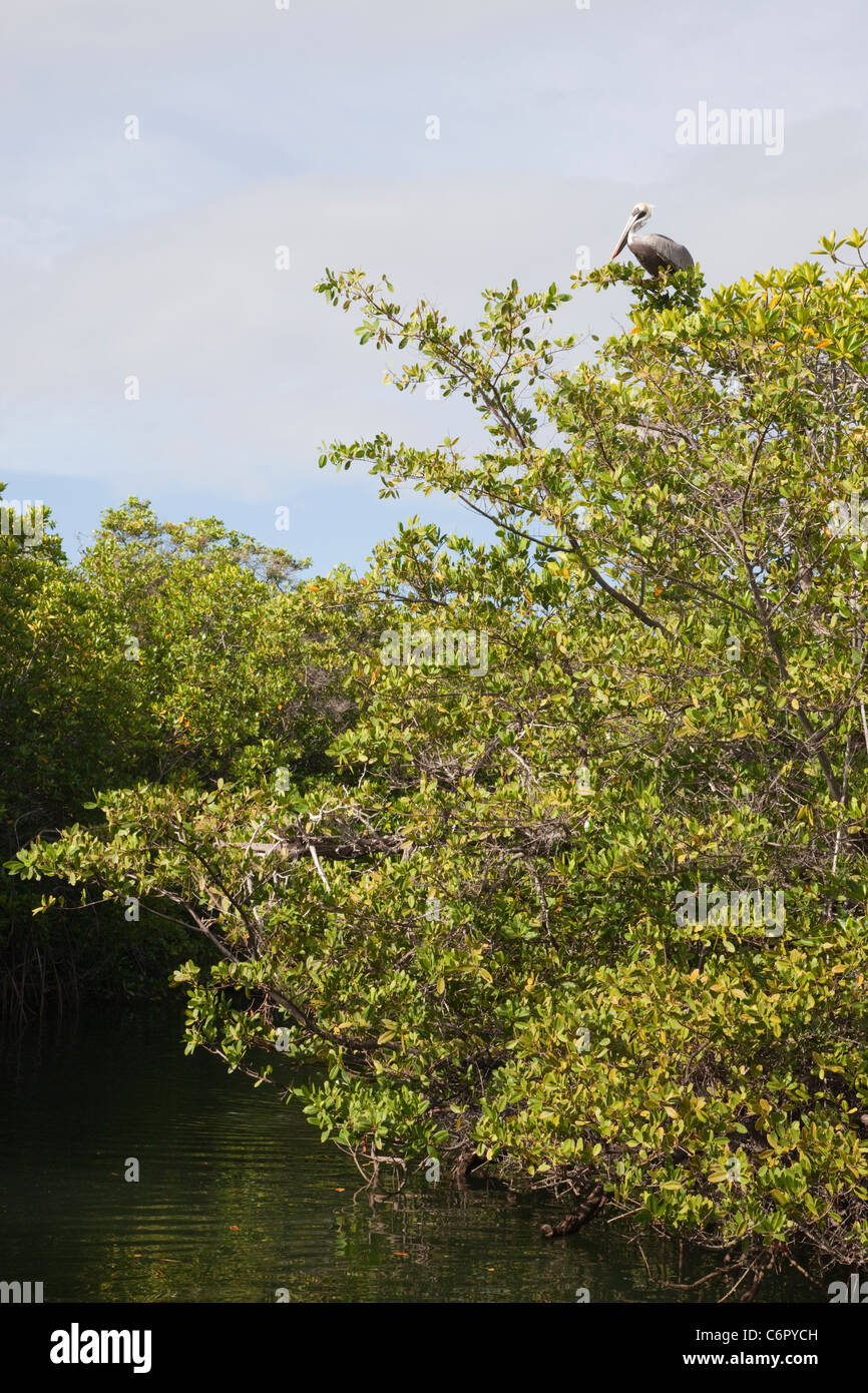 Marrone Pelicano (Pelicanus occidentalis) perching in mangrovie costiere albero in zona intertidale di an Estuario sull'isola di Santa Cruz Foto Stock