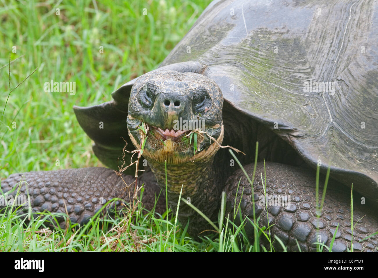 Le Galapagos La tartaruga gigante (Chelonoidis nigra), vivente più grande specie di tartaruga Foto Stock