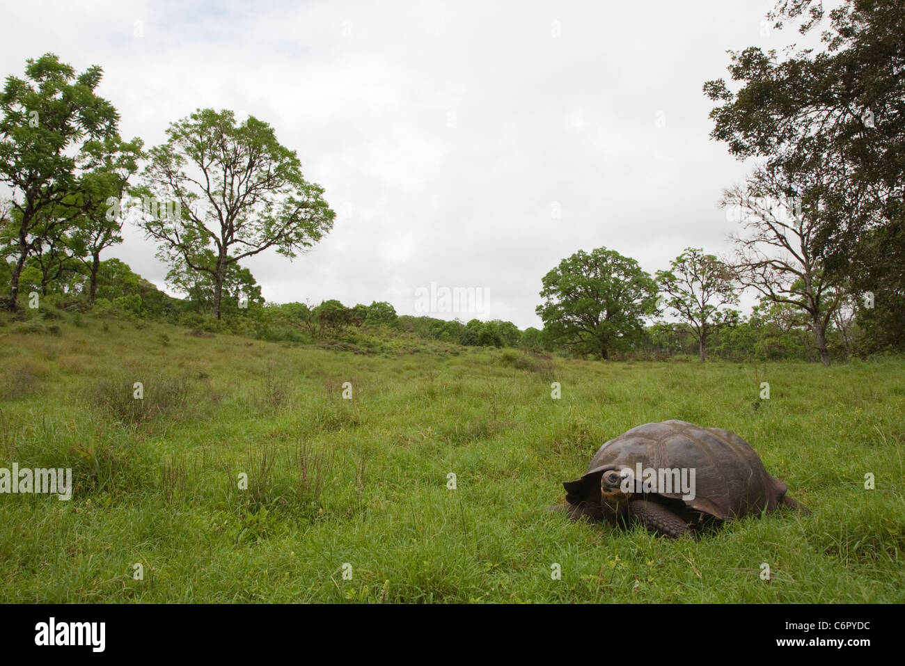 Le Galapagos La tartaruga gigante (Chelonoidis nigra), vivente più grande specie di tartaruga Foto Stock