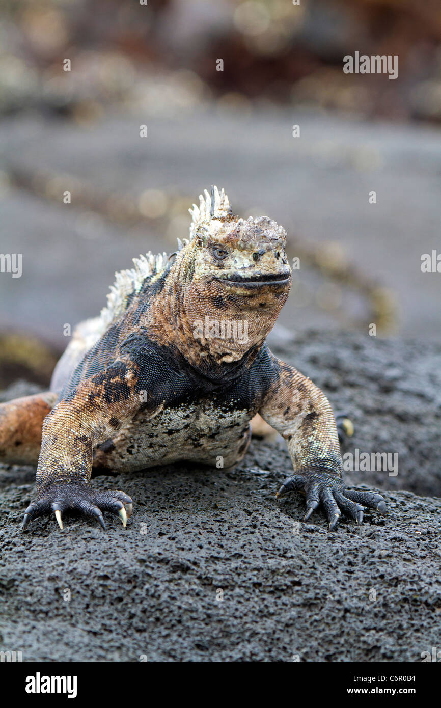 Iguana marina con colori di allevamento, Sombrero Chino, Isole Galapagos Foto Stock