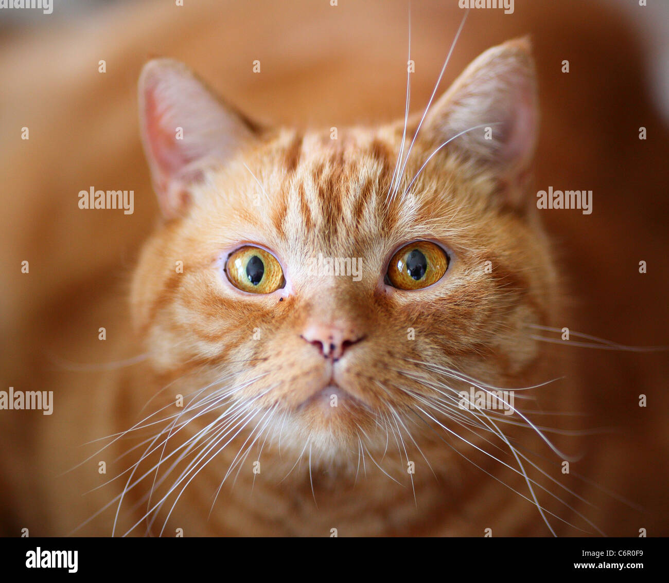 Lo zenzero British Shorthair cat fissando lo sguardo lo sguardo Foto Stock