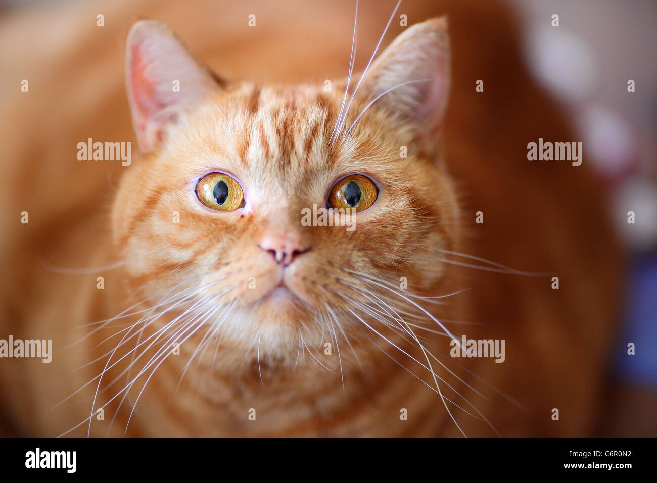 Lo zenzero British Shorthair cat fissando lo sguardo lo sguardo Foto Stock