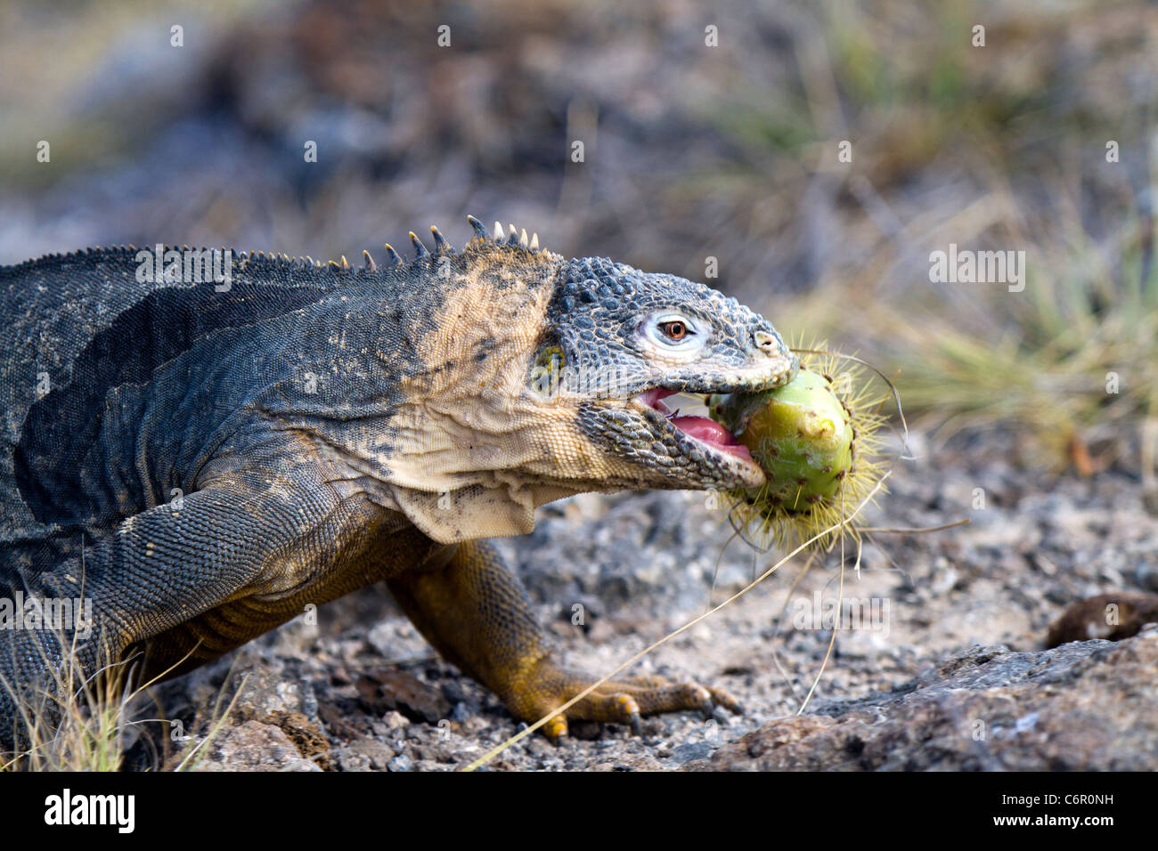 Hybrid iguana (marine x land iguana) con fiore di cactus, Sud Plaza, Isole Galapagos, Ecuador Foto Stock