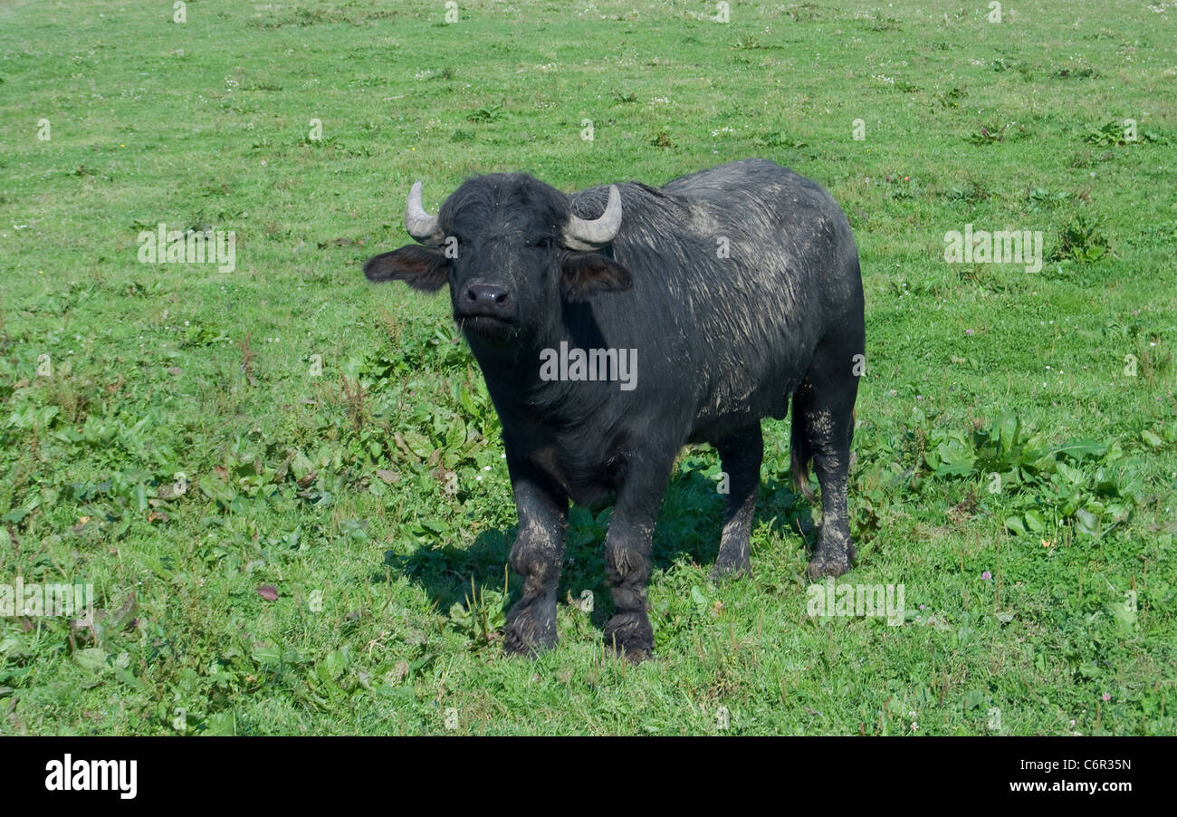 Bufalo nero è su uno sfondo un pascolo Foto Stock Bufalo nero è su uno sfondo un pascolo Foto Stock