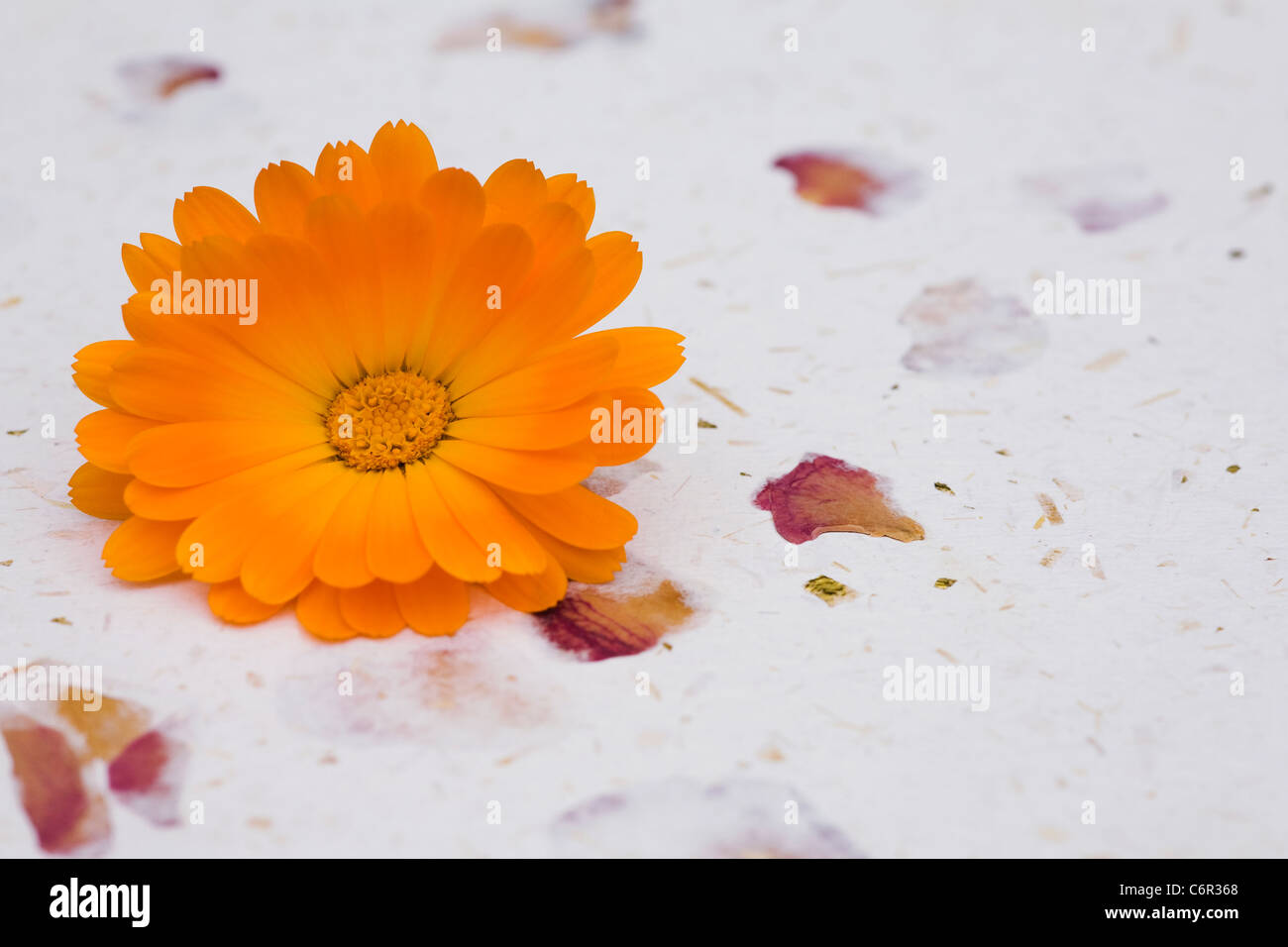 Calendula officinalis. Pentola unica tagete su una carta a mano sullo sfondo. Foto Stock