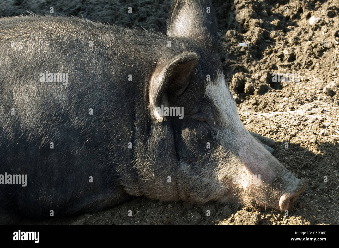 Un maiale nero giace in un bog Foto Stock