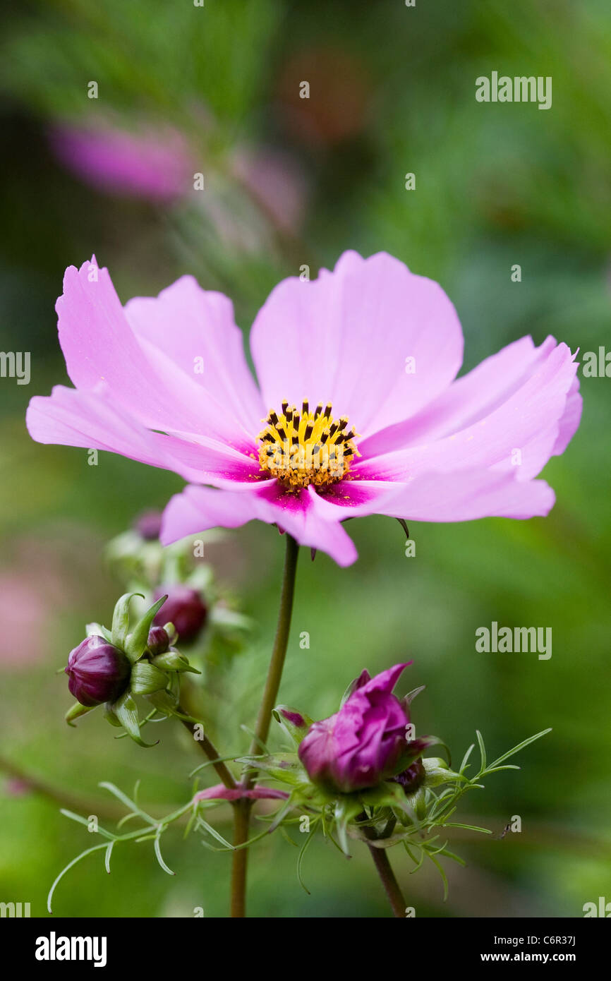 Cosmos bipinnatus fiore. Foto Stock