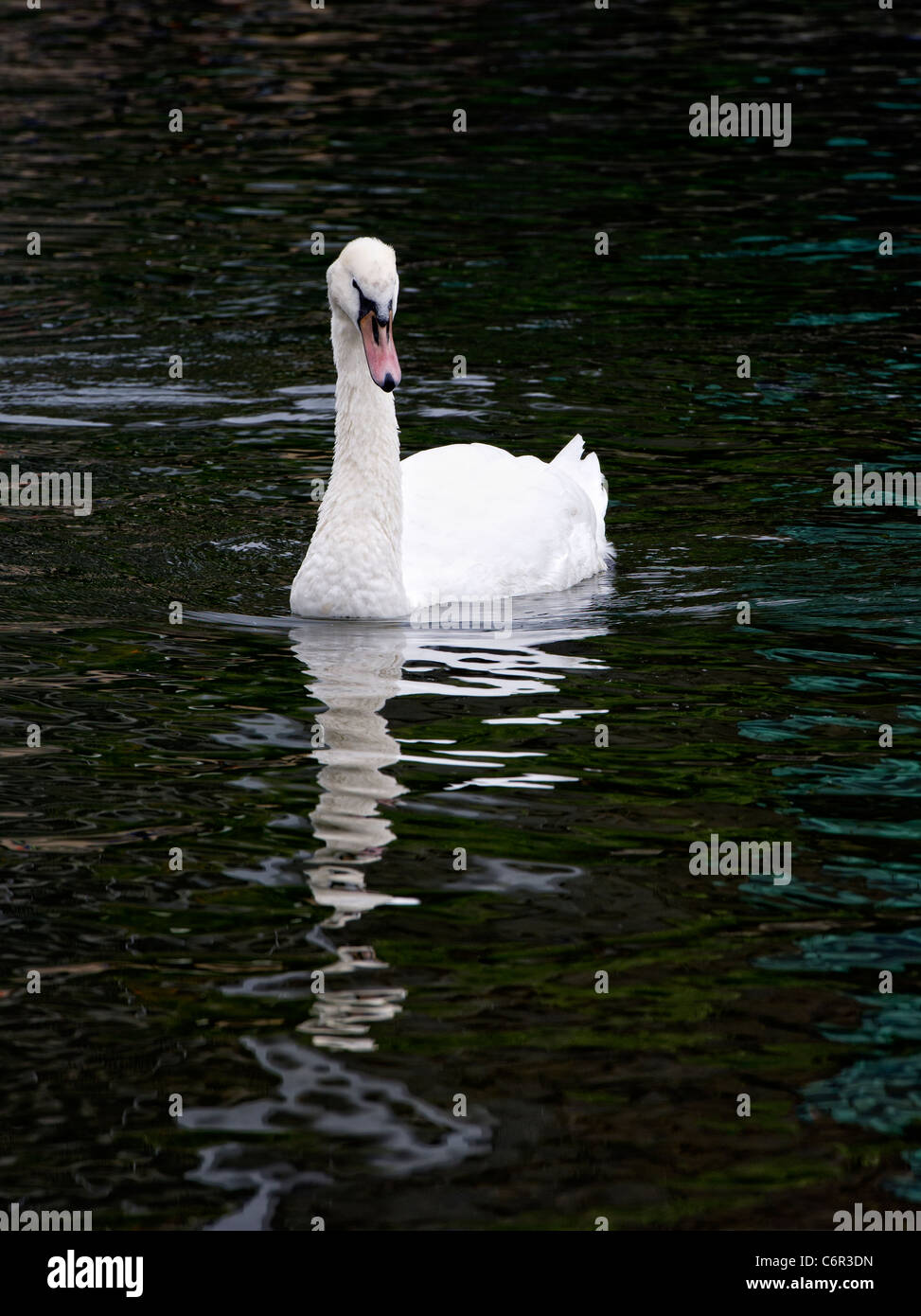 Un giovane cigno muto (Cygnus olor), che nuota su un lago a Blackpool, Lancashire, Regno Unito Foto Stock