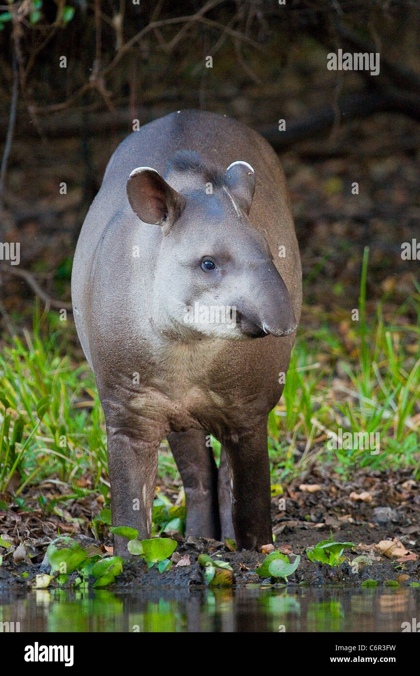 Tapir brasiliano Foto Stock