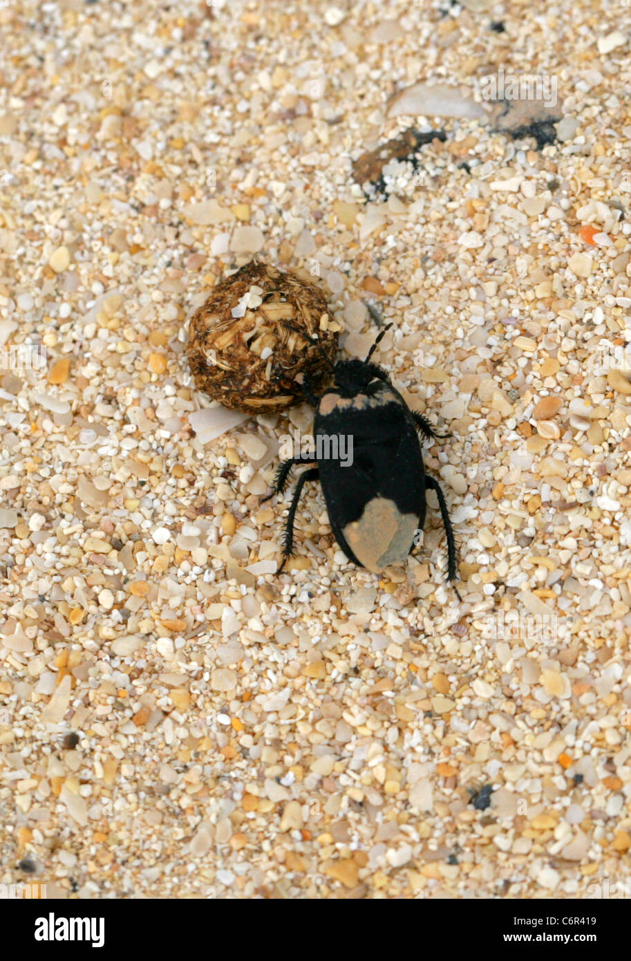 Scavando Bug, Cydnus aterrimus, Cydnidae, Heteroptera, Hemiptera. Correlejo Riserva Naturale, Fuerteventura, Isole Canarie. Foto Stock