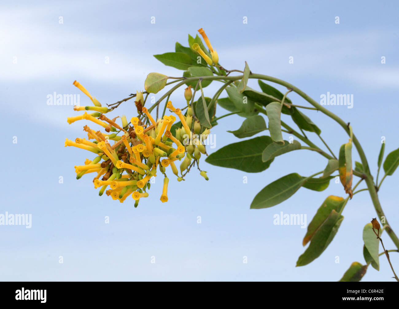 Dei Fiori di senape o struttura di tabacco ad albero o albero brasiliano di tabacco, Nicotiana glauca, Corralejo Parco Nazionale, Fuerteventura. Foto Stock