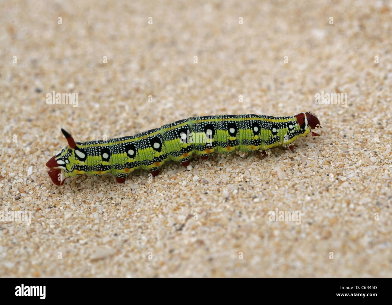 Barberia di euforbia Hawk Moth larve, Hyles tithymali tithymali, Sphingidae. Le dune di sabbia, Corralejo Parco Nazionale, Fuerteventura. Foto Stock