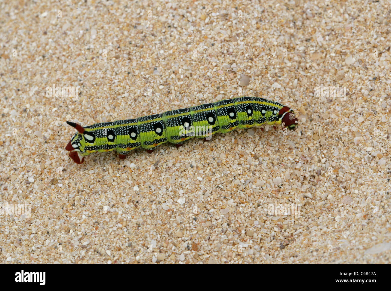 Barberia di euforbia Hawk Moth larve, Hyles tithymali tithymali, Sphingidae. Le dune di sabbia, Corralejo Parco Nazionale, Fuerteventura. Foto Stock