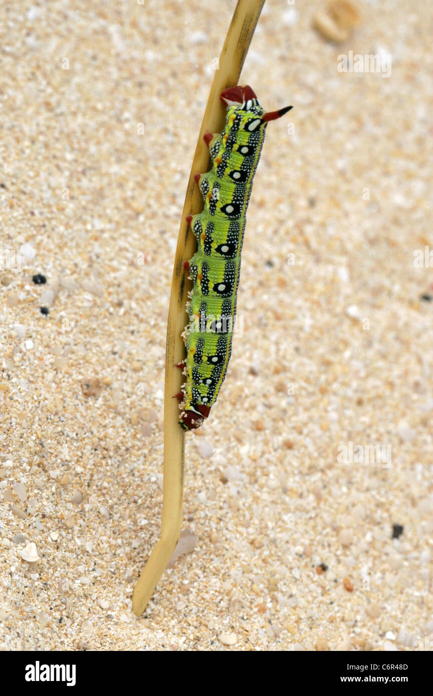 Barberia di euforbia Hawk Moth larve, Hyles tithymali tithymali, Sphingidae. Le dune di sabbia, Corralejo Parco Nazionale, Fuerteventura. Foto Stock