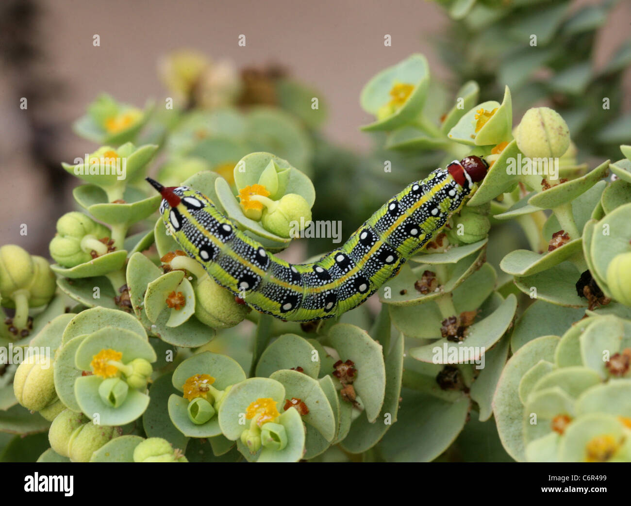 Barberia di euforbia Hawk Moth larve, Hyles tithymali tithymali, Sphingidae. Sul cibo vegetale, Euforbia di mare, Euphorbia paralias. Foto Stock
