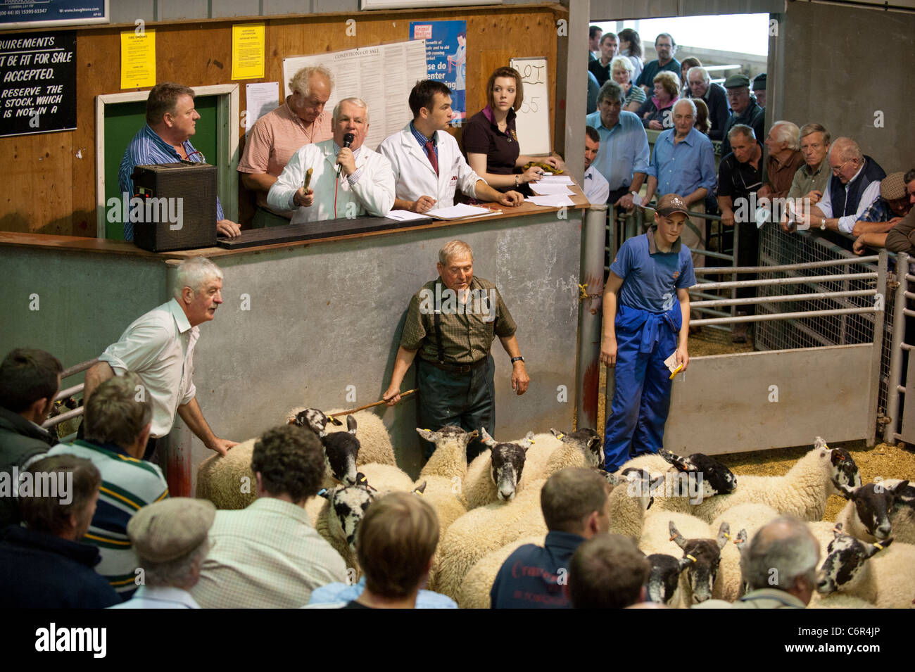 Pecore anello di aste a Ludlow mercato del bestiame, Shropshire Foto Stock
