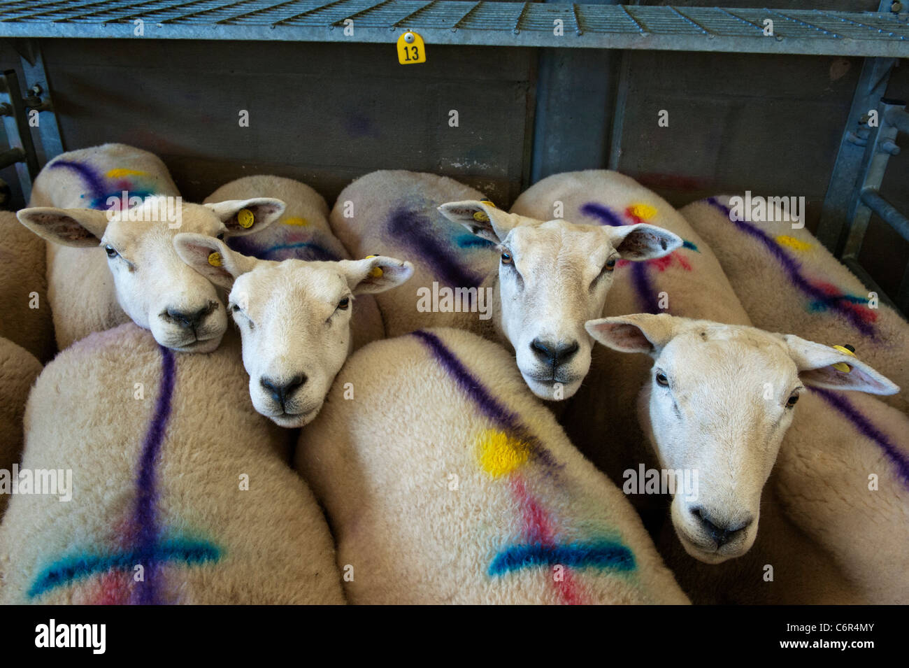 Pecore contrassegnato per la vendita a Bakewell mercato del bestiame, Derbyshire Foto Stock
