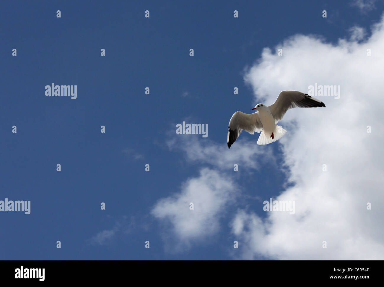 Seagull in un cielo blu con nuvole Foto Stock
