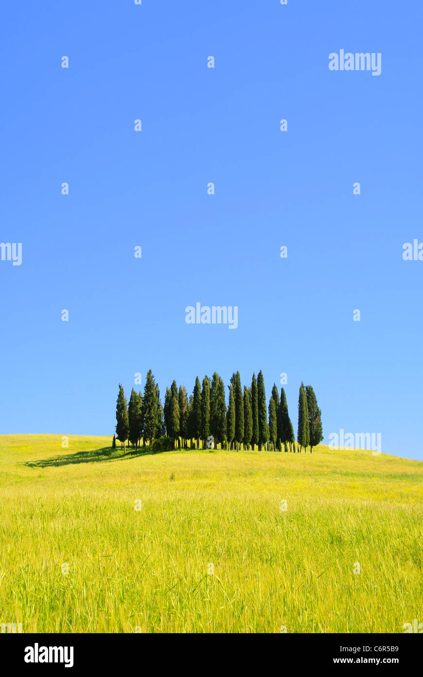 Toskana Wald - Toscana foresta 04 Foto Stock