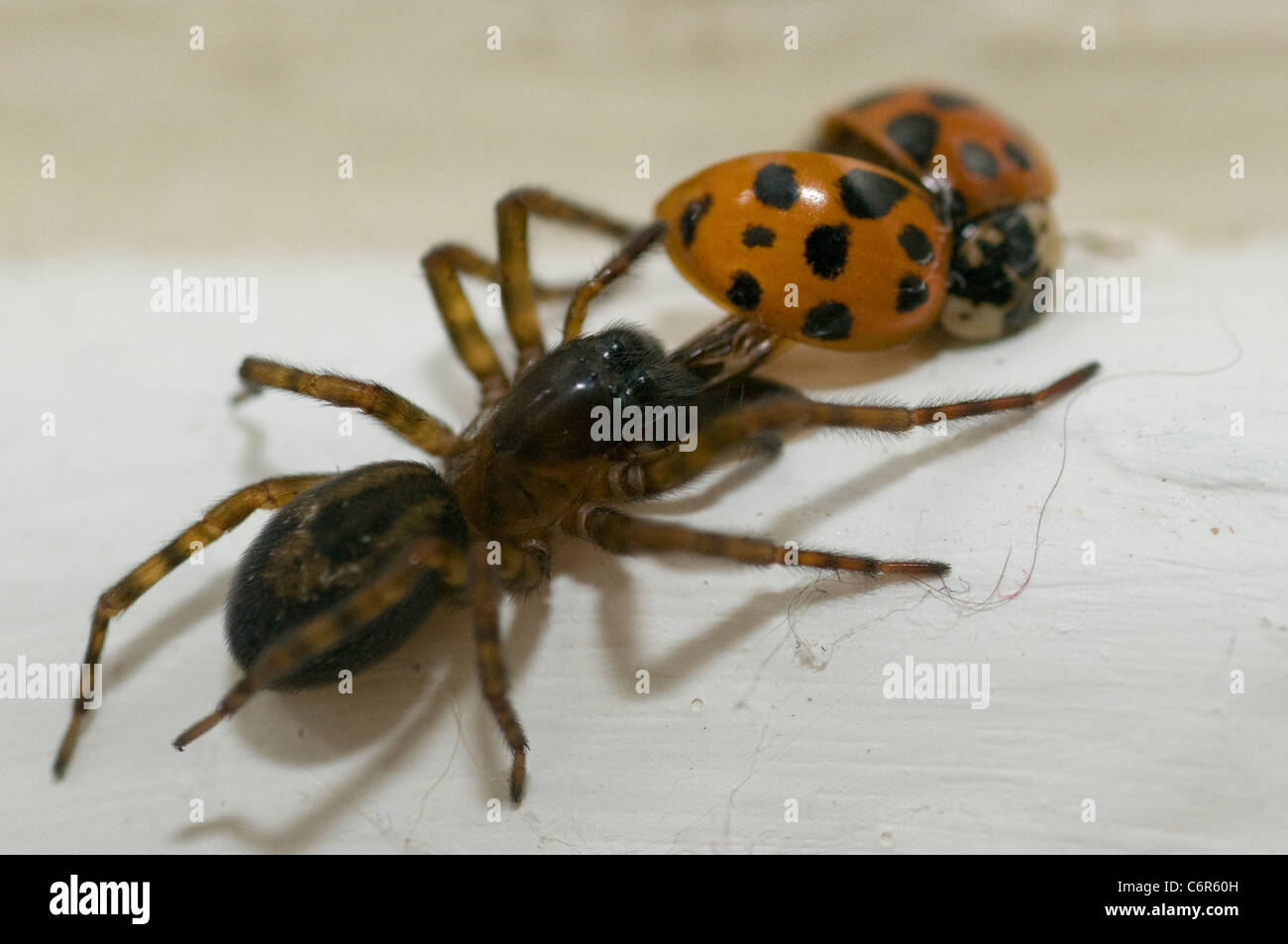 Casa spider (Tegenaria domestica) con catturato Harlequin ladybird (Harmonia axyridis) Foto Stock