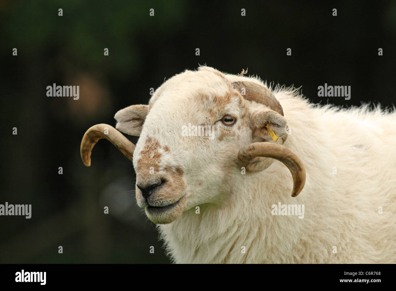 Il Gallese le pecore di montagna - Ram Foto Stock