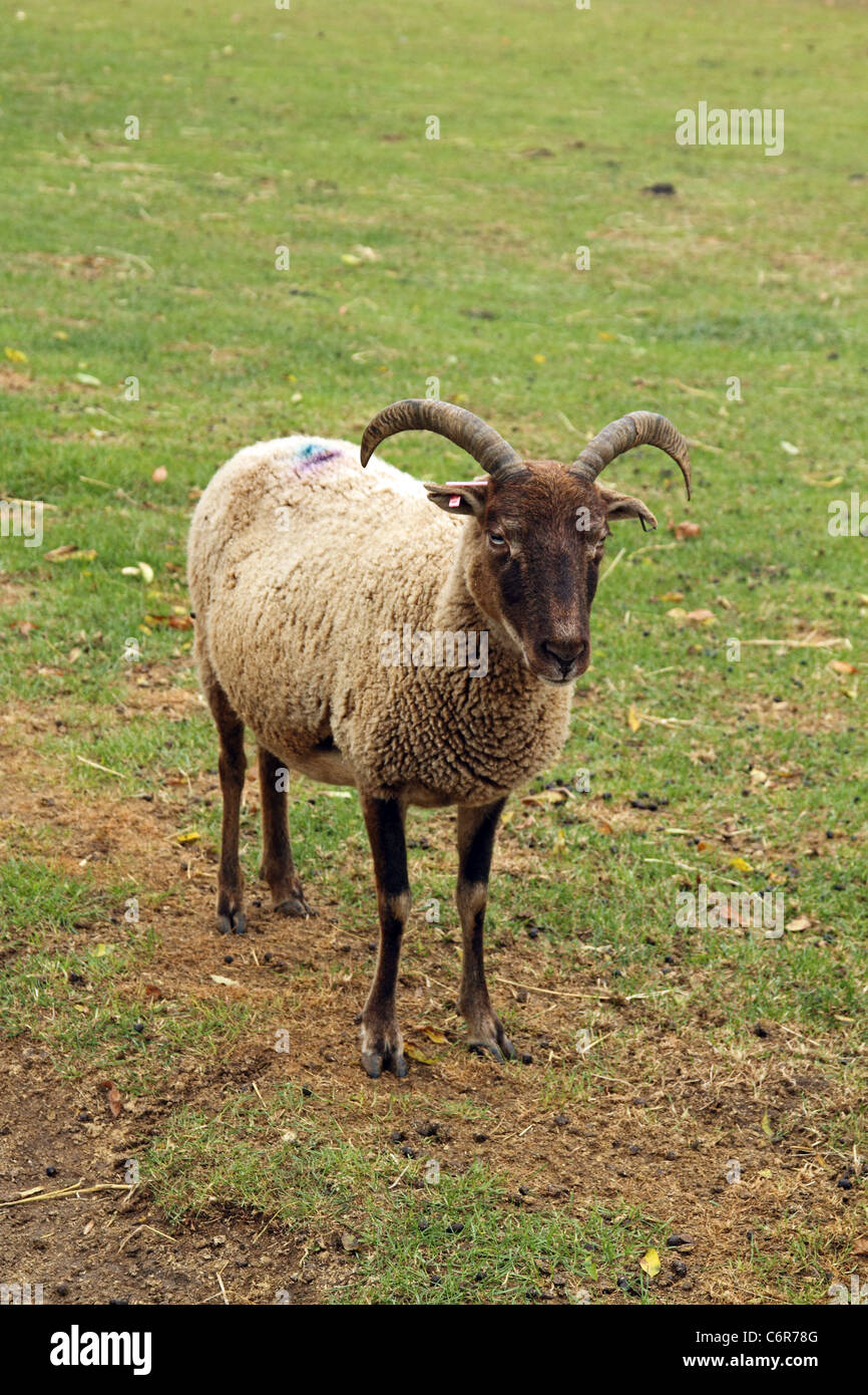 Castlemilk Moorit ovini Foto Stock