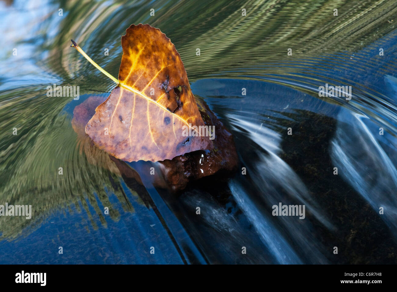 Vista astratta di una foglia catturati contro una pietra in un flusso trasparente Foto Stock