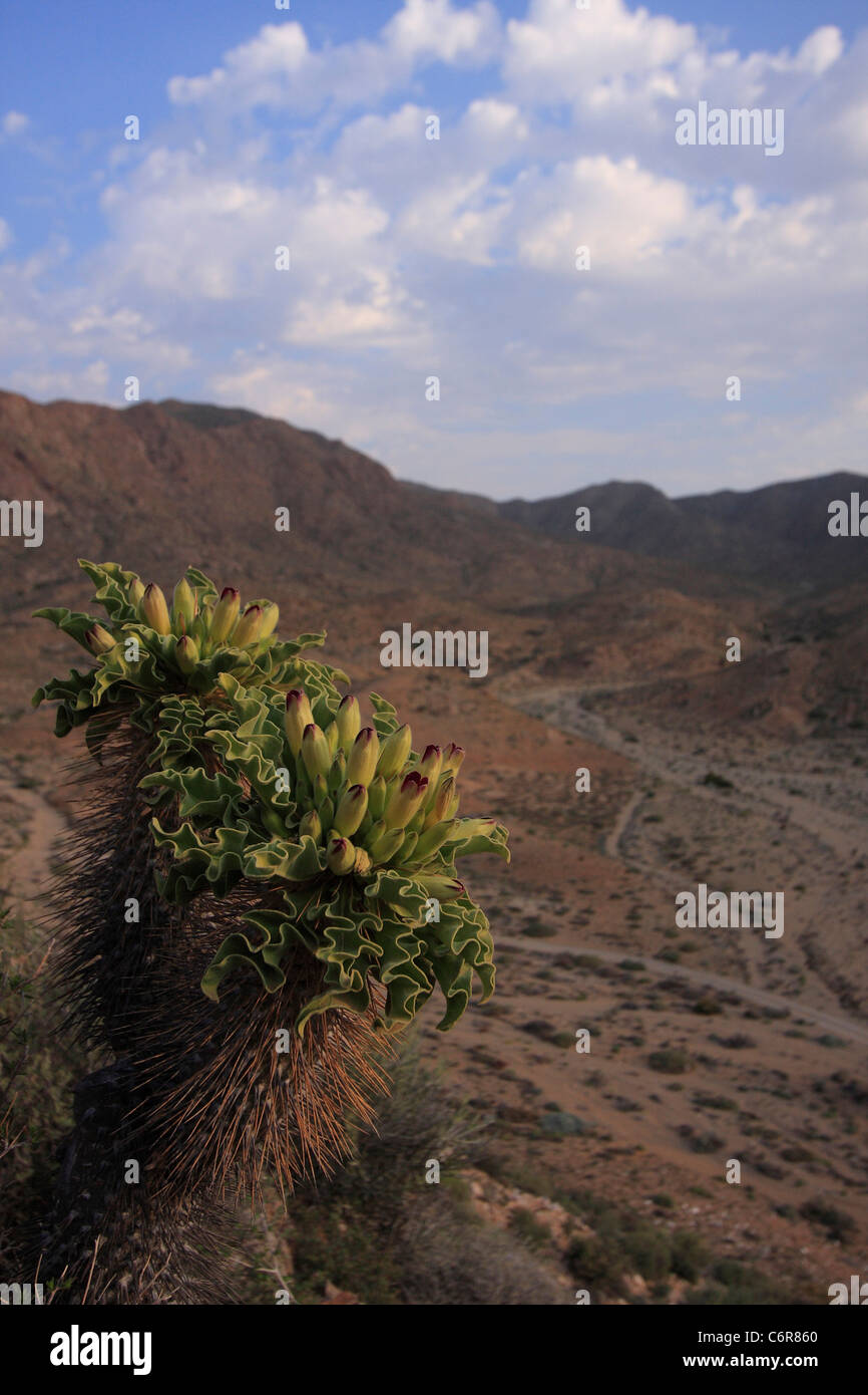 Il paesaggio del deserto con Halfmens in fiore Foto Stock