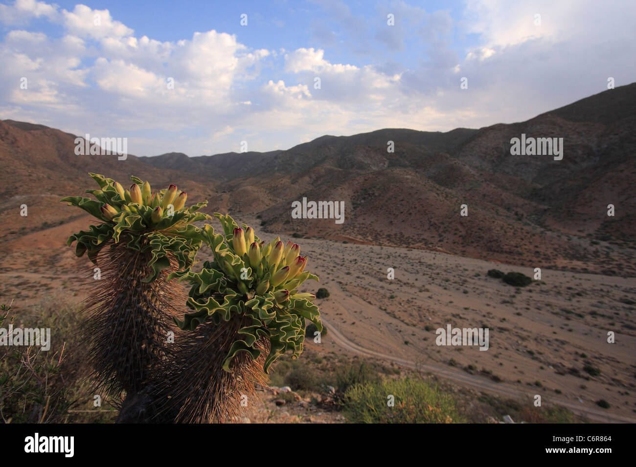 Il paesaggio del deserto con Halfmens in fiore Foto Stock