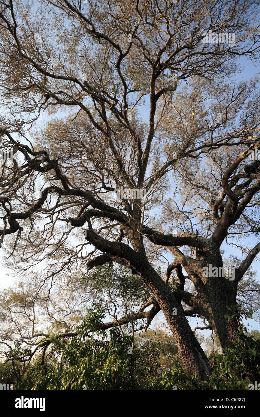 Grandi e vecchi Lebombo graticcio albero nella foresta di sabbia Foto Stock
